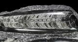 Wide Polished Orthoceras (Cephalopod) Plate #68366-1
